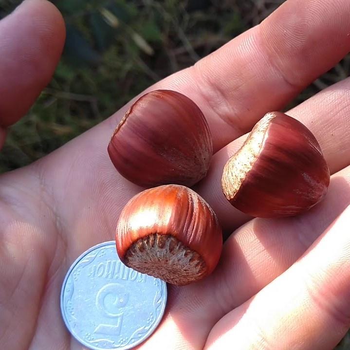 Саджанці фундука Шедевр середній/тонкошкірий/зимостійкий (637498421) - фото 2