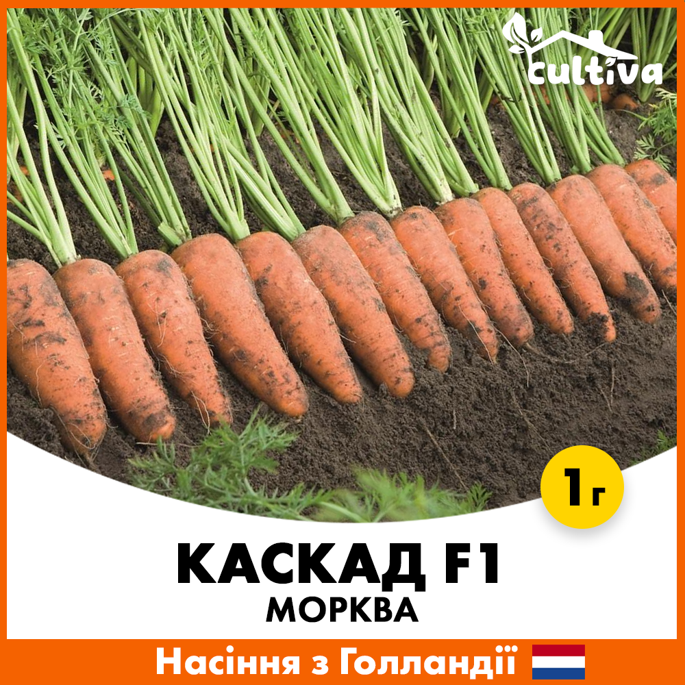 Семена моркови Bejo Каскад F1 1 г (m3-1)
