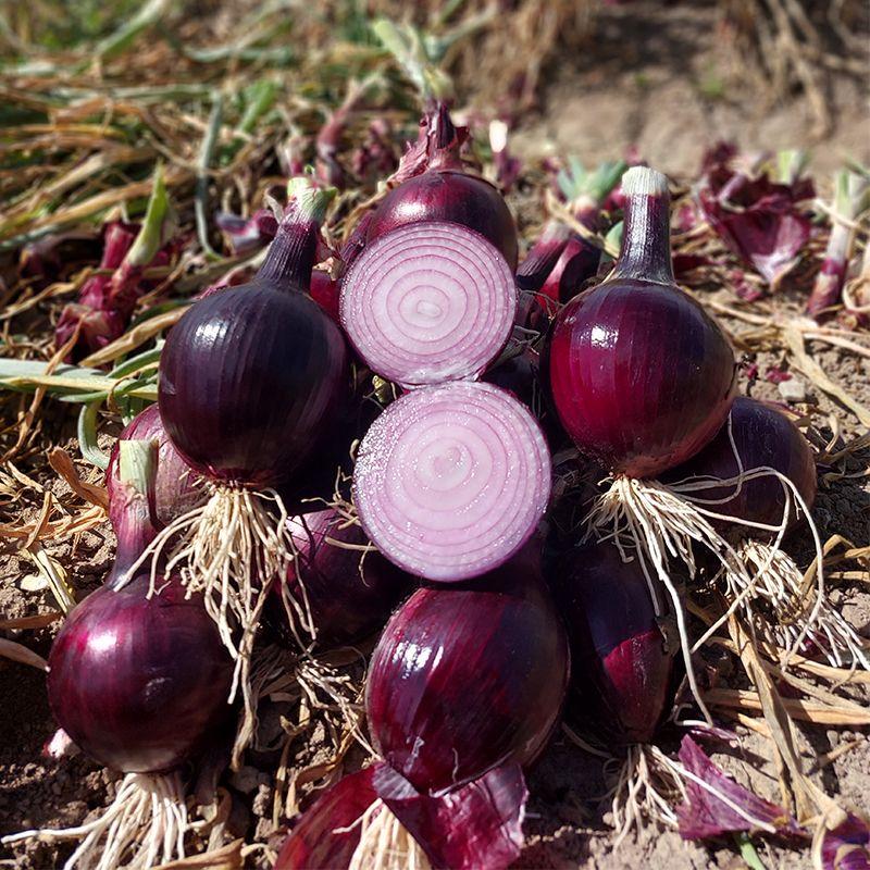 Семена Лук Репчатый Syngenta DARKO F1 50 000 шт. (2282017892)