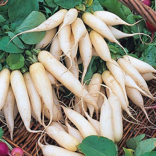 Семена Редіс Florium Вайт Брекфест (8479) - фото 2 Семена Редіс Florium Вайт Брекфест (8479) - фото 2