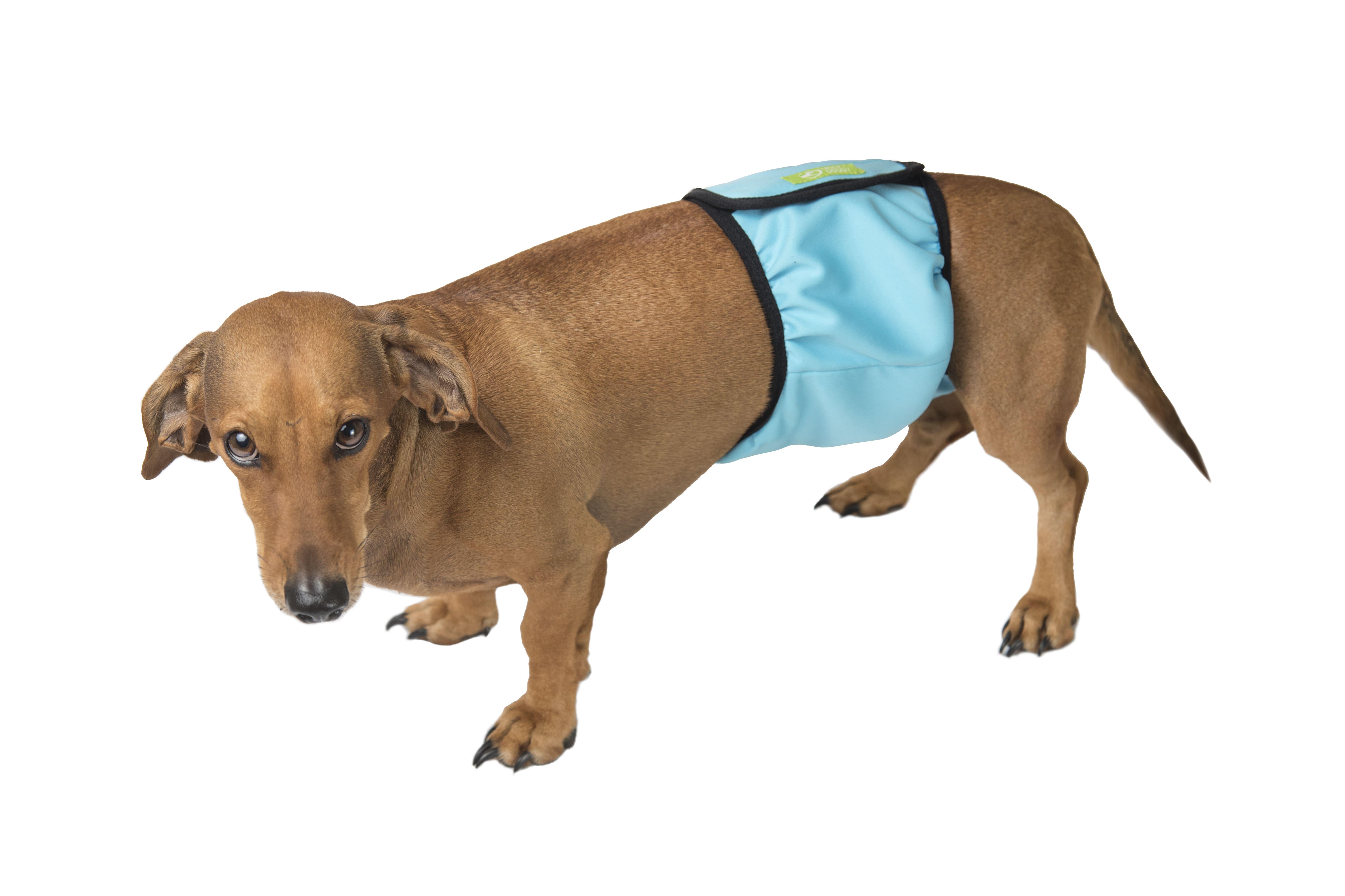 Пояс для псів гігієнічний вбираючий Okey Doggy S Блакитний (28265560) - фото 2