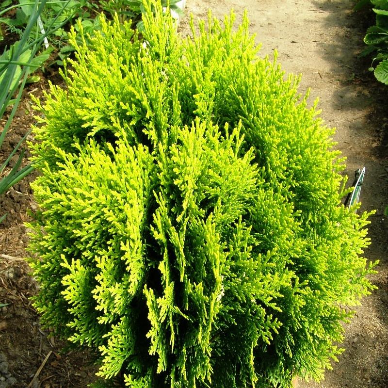 Саженец туи восточной Ауреа Нана Thuja orientalis Aurea Nana Р9 (645202185) - фото 2