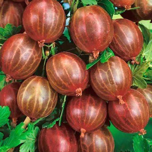 Саджанець Аґрус безшипний Редбол ранній термін дозрівання морозостійкий сорт (177578) Саджанець Аґрус безшипний Редбол ранній термін дозрівання морозостійкий сорт (177578)