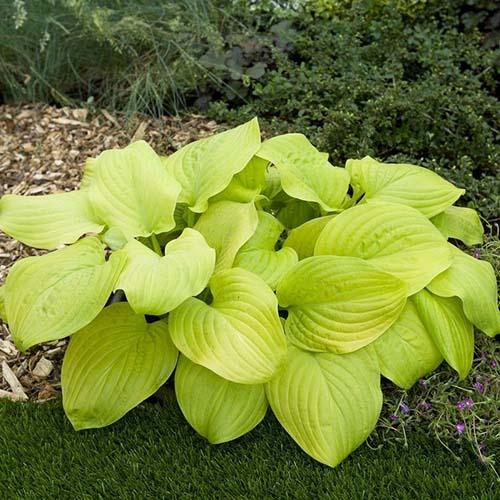 Хоста Florium Tortilla Chip (13531) - фото 2