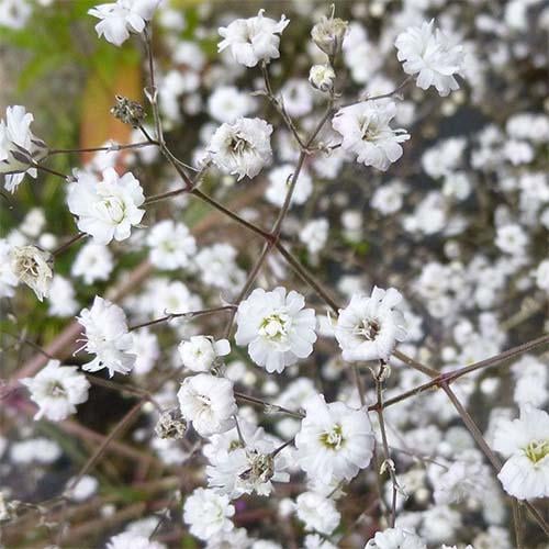 Гипсофила Florium Bristol Fairy (11514)