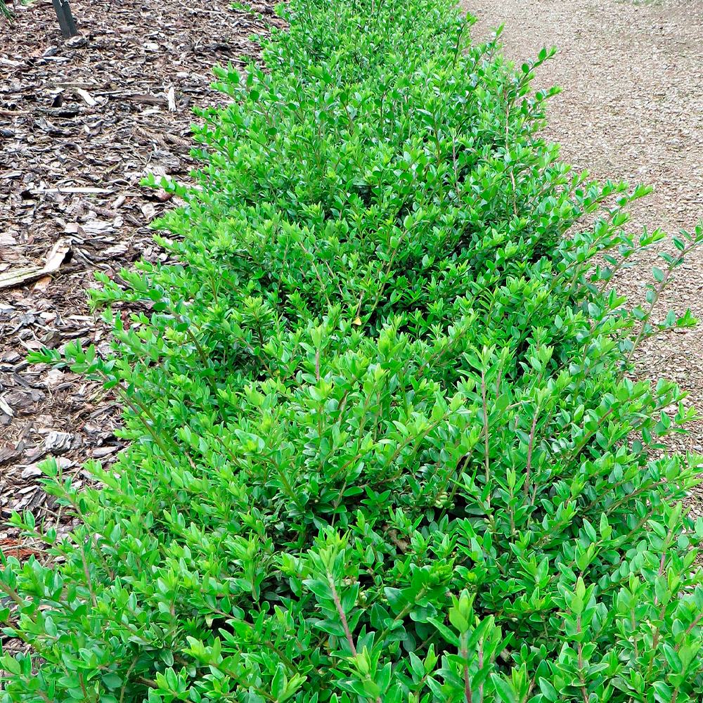 Саджанець Жимолость блискуча Garden Clouds Green Breeze Р9 (2-44) - фото 3 Саджанець Жимолость блискуча Garden Clouds Green Breeze Р9 (2-44) - фото 3