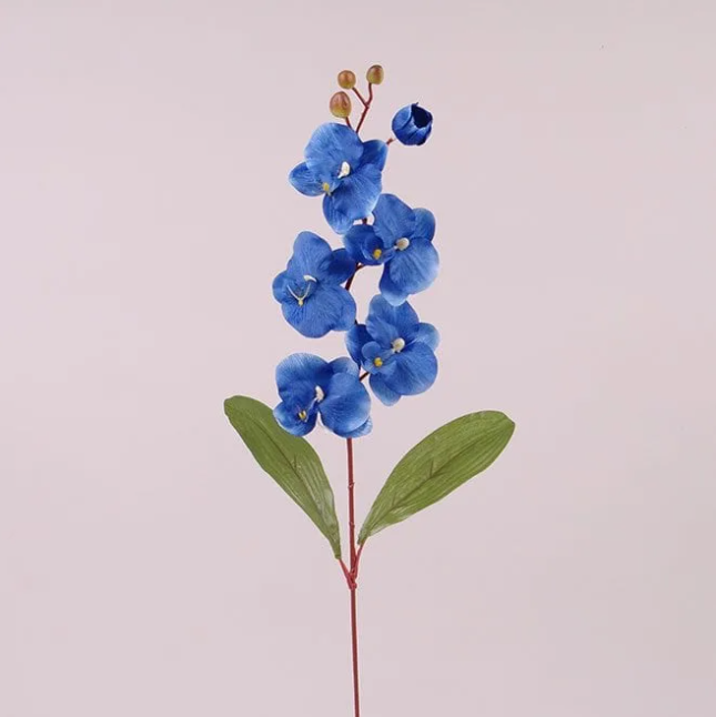 Цветок Фаленопсис Flora Синий (73023)
