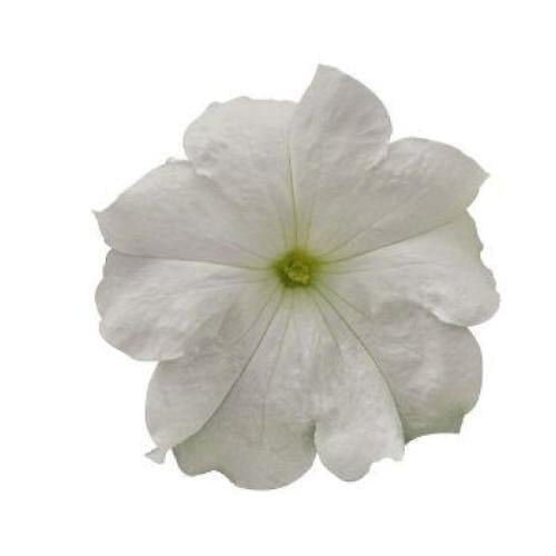 Семена цветов Benary Петуния крупноцветковая SUCCESS! HD White 10 шт. (BN08508-4)