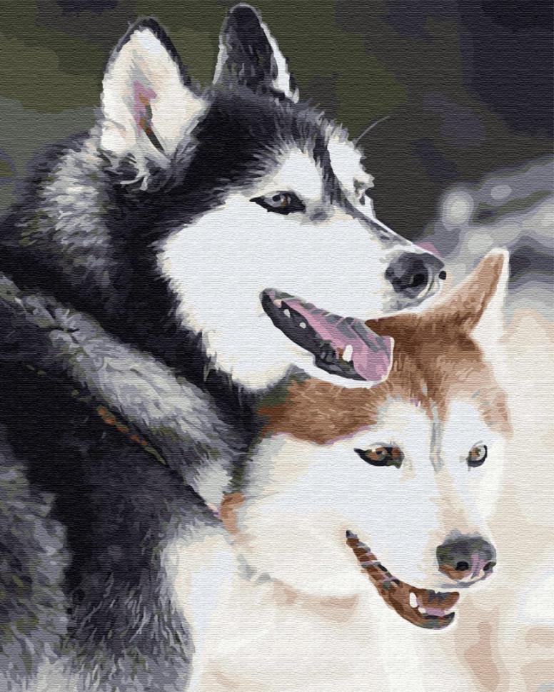 Картина по номерам Brushme Хаски (GX28714)