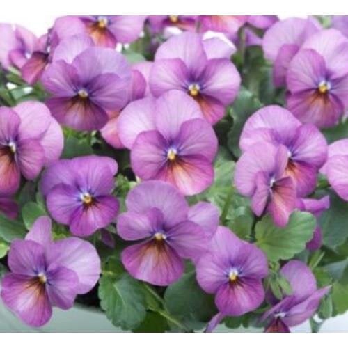Семена цветов Виола рогатая Takii Floral Power F1 Plum Antique 50 шт. (BN12202-3) Семена цветов Виола рогатая Takii Floral Power F1 Plum Antique 50 шт. (BN12202-3)