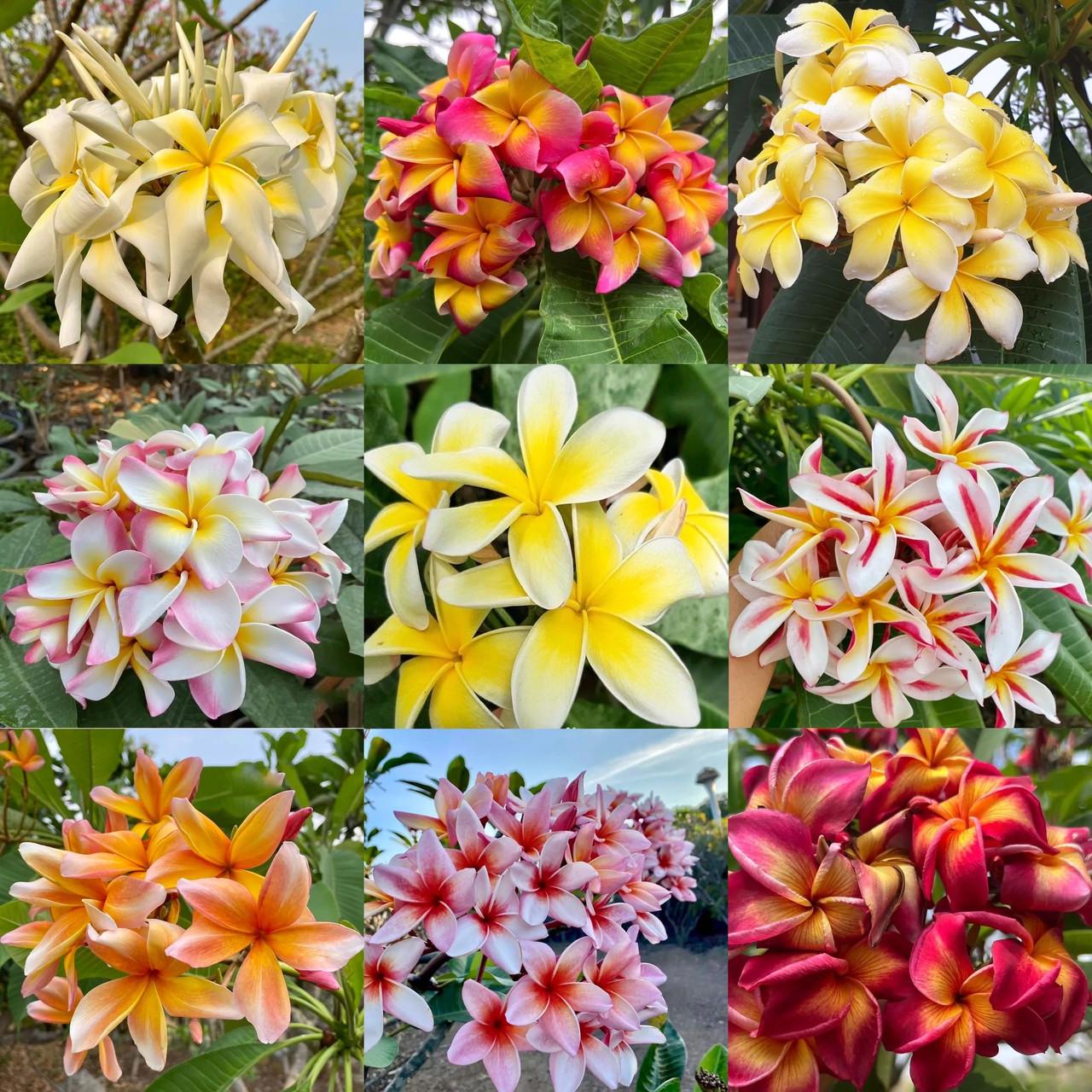 Семена Плюмерия Ароматная Plumeria rubra микс цветов 5 шт. (2981856171)