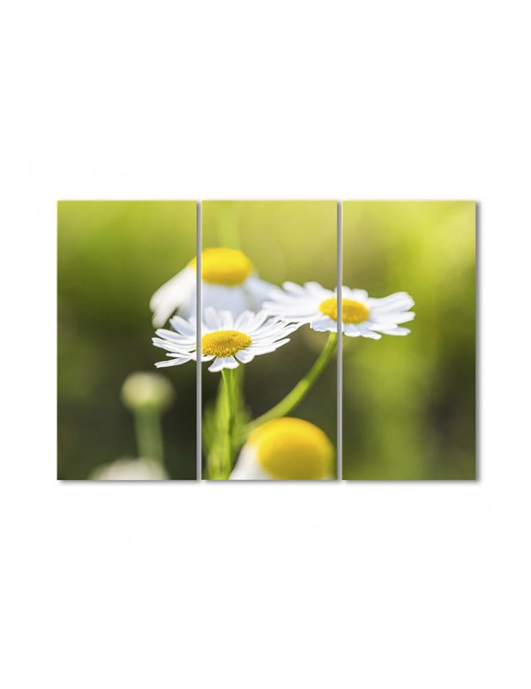Картина модульная Ромашки 3 модуля 60x90 см