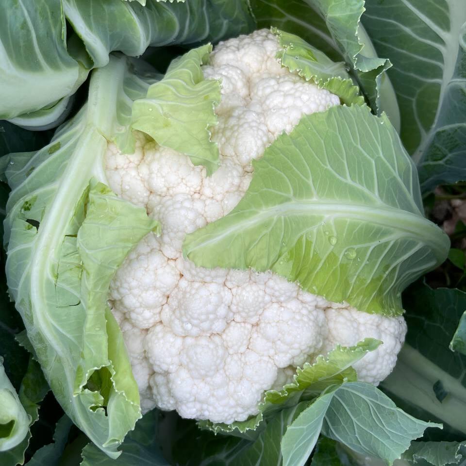 Капуста Цветная Карневал F1 20 шт. (38298507)