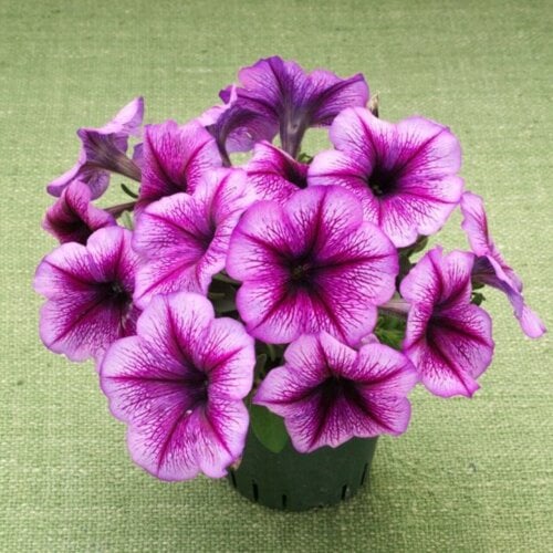 Семена цветов Петуния ампельная Trilogy F1 Purple Vein Takii seed 100 шт. (BN11027-2)