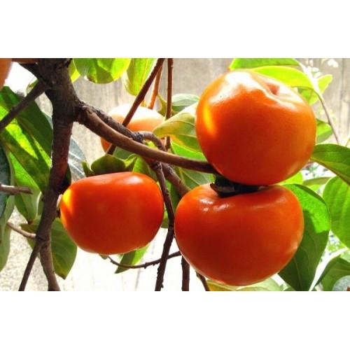 Саженец хурмы Божий Дар двухлетняя средняя самоплодная морозостойкая (596923374) - фото 3