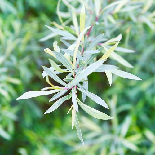 Насіння Верба Florium пурпурна Nana (10475) - фото 3 Насіння Верба Florium пурпурна Nana (10475) - фото 3