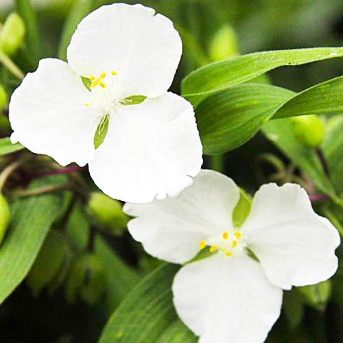 Традесканция Florium Innocence (4703)