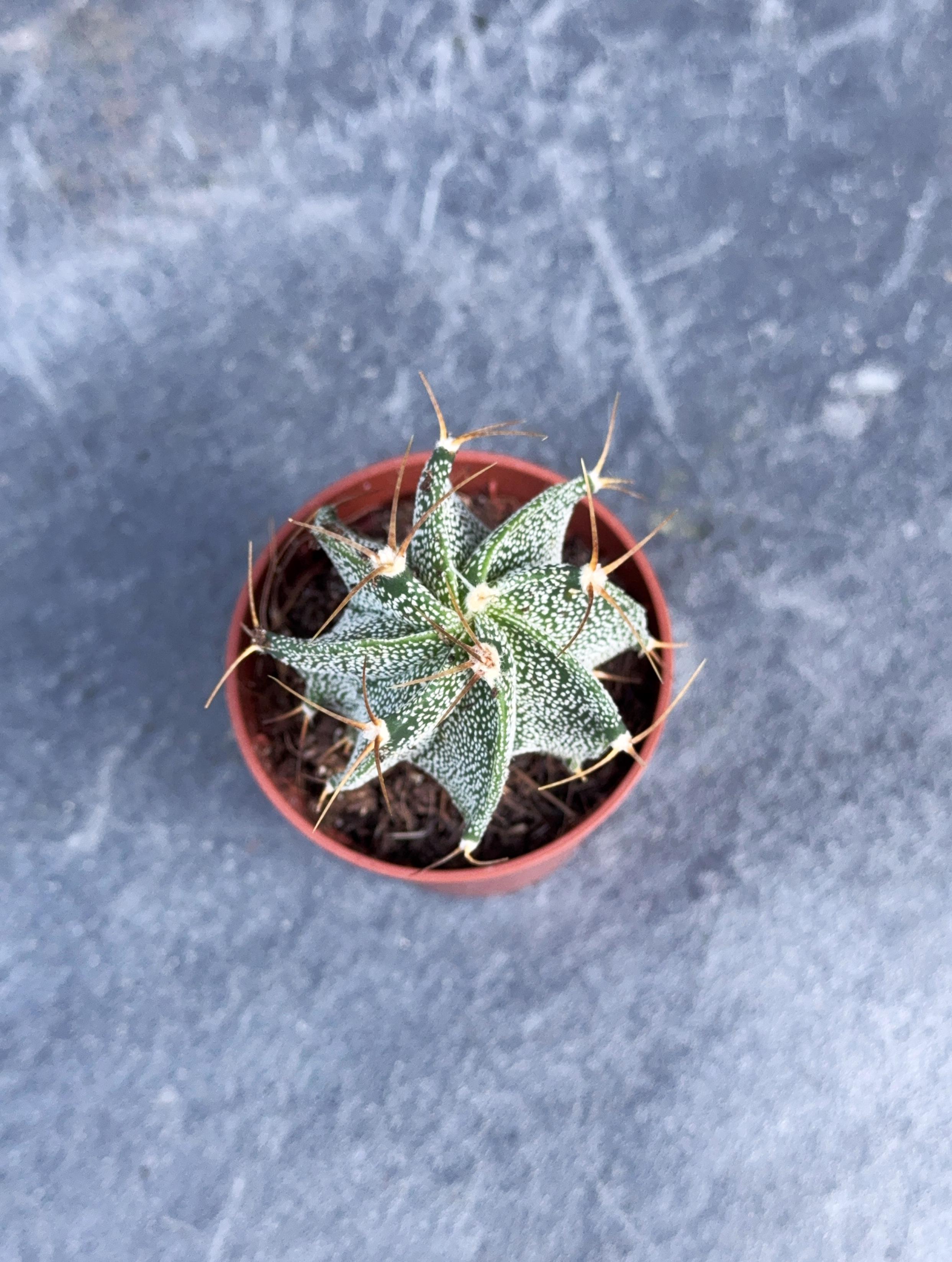 Сукулент Астрофітум Орнатум Astrophytum ornatum 5 см - фото 2