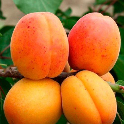 Сажанец Абрикос Олимп летний сорт ранний срок созревания (35989) Сажанец Абрикос Олимп летний сорт ранний срок созревания (35989)