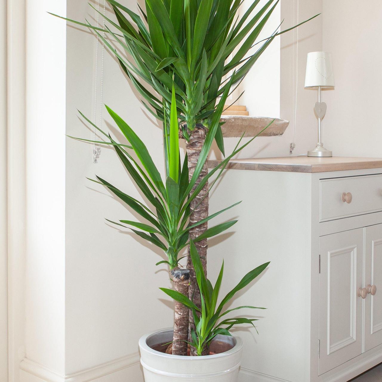 Субстрат Biovita для пальм/юк и драцен 20 л - фото 6 Субстрат Biovita для пальм/юк и драцен 20 л - фото 6