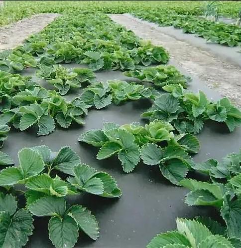 Агроволокно Shadow 50 г/м² 1,07х100 м з перфорацією 2 отвори Чорно-білий (АВЧБП0001) - фото 4