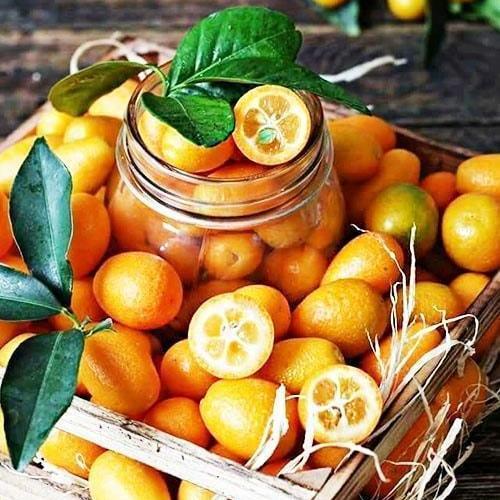 Сажанец Кумкват Хиндши (42915)