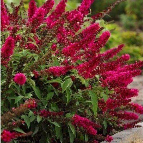 Саджанці буддлеї Давида Роял Ред Р9 (1107353469)