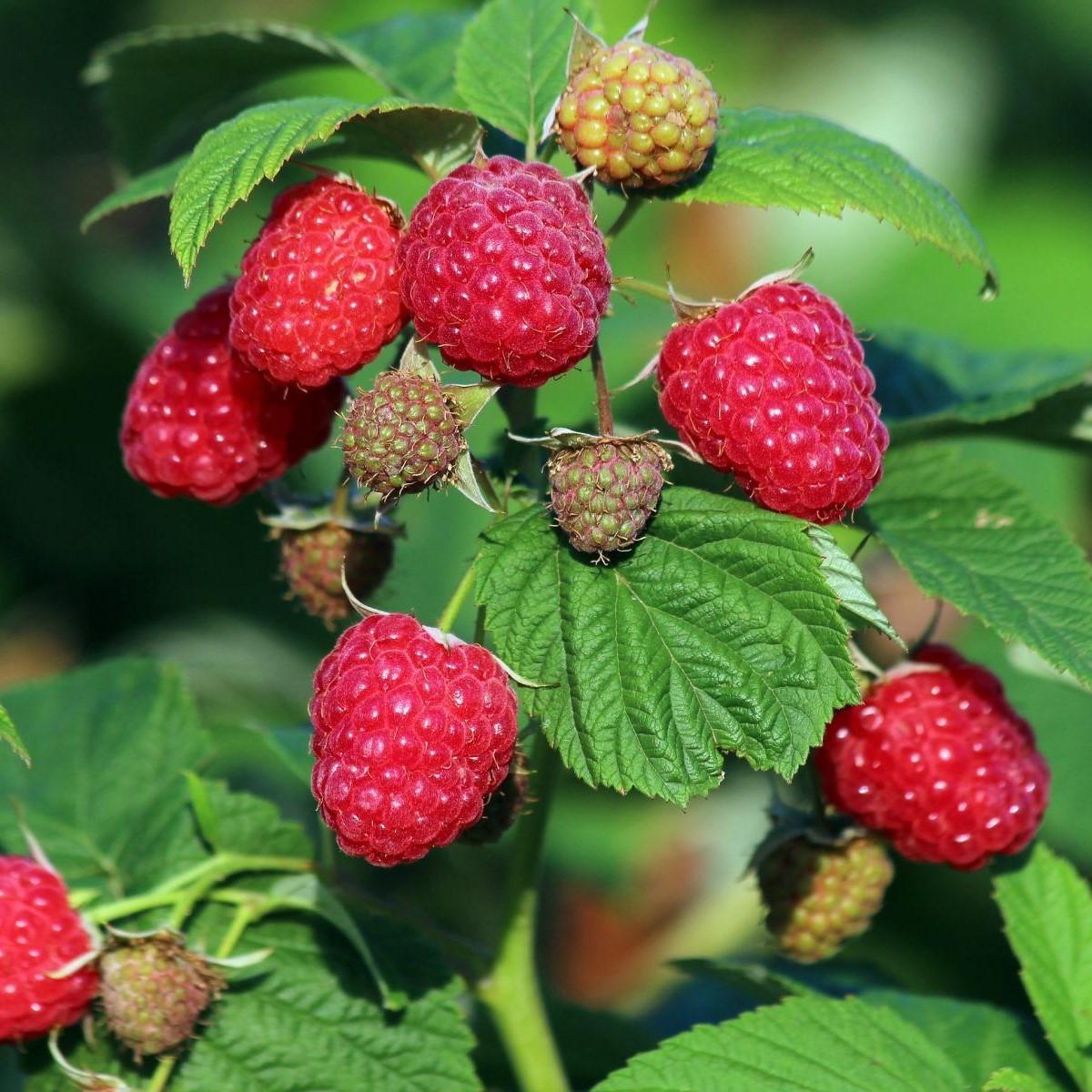 Саженец малины ремонтантной (1210713839)