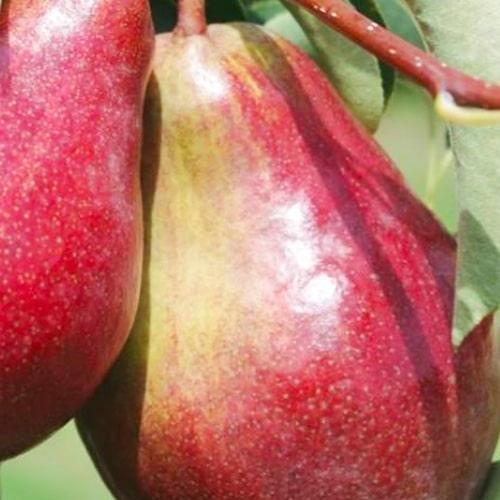 Сажанец Груша Ред Сенсейшн летний сорт раниий срок созревания (53355)