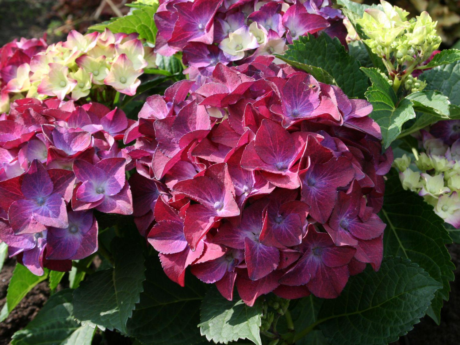 Гортензия крупнолистая Хот Ред Пурпл Hot Red Purple 1 шт. (38295967)