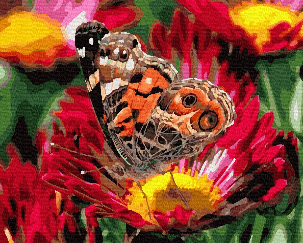 Картина по номерам Brushme Бабочка в макро съемке 40x50 см (GX5592) Картина по номерам Brushme Бабочка в макро съемке 40x50 см (GX5592)