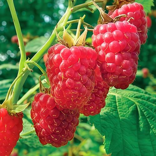 Малина Heritage (29294200)