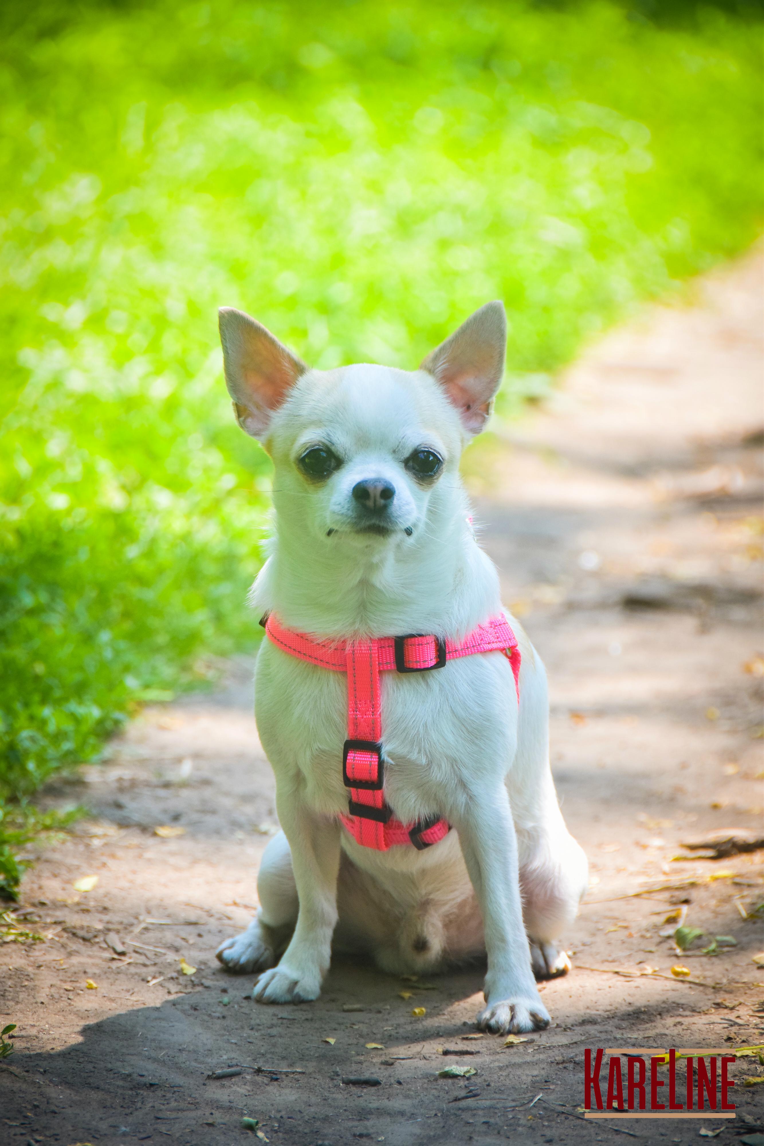 Шлея KareLine из нейлона с пластиковой пряжкой 10 мм А:240-300 мм В:260-400 мм Розовый (0861/4) - фото 6