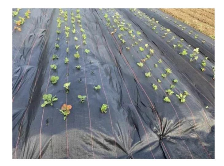 Агроткань Premium-Agro 100 г/кв. м 1,05 м Черный (27817512) - фото 4