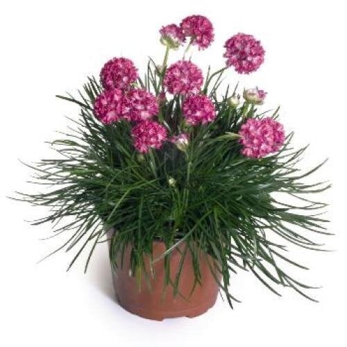 Семена цветов Армерия Morning Star Deep Rose Benary 25 шт. (BN04075-4)