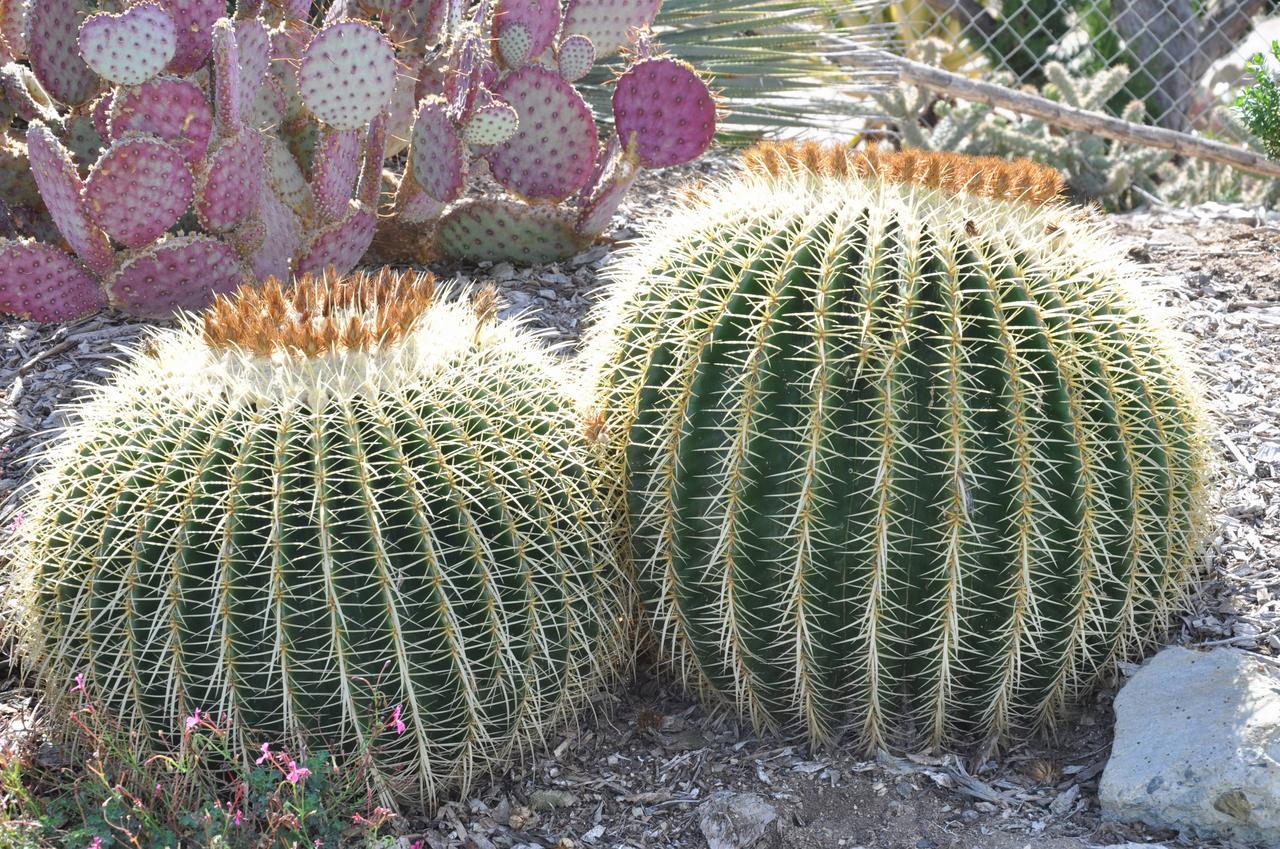 Насіння Ехінокактус Грузона 5 шт. (2178759554) - фото 5