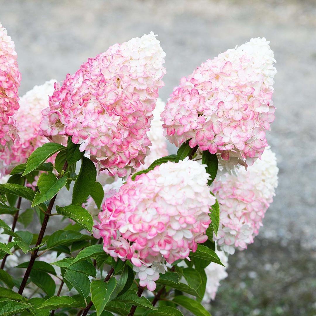 Саженец гортензии метельчатой Hydrangea paniculata Pink and Rose Р9 (1646338965)