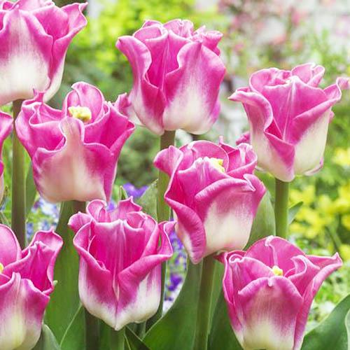 Тюльпан Florium Crown of Dynasty (15127) - фото 2 Тюльпан Florium Crown of Dynasty (15127) - фото 2