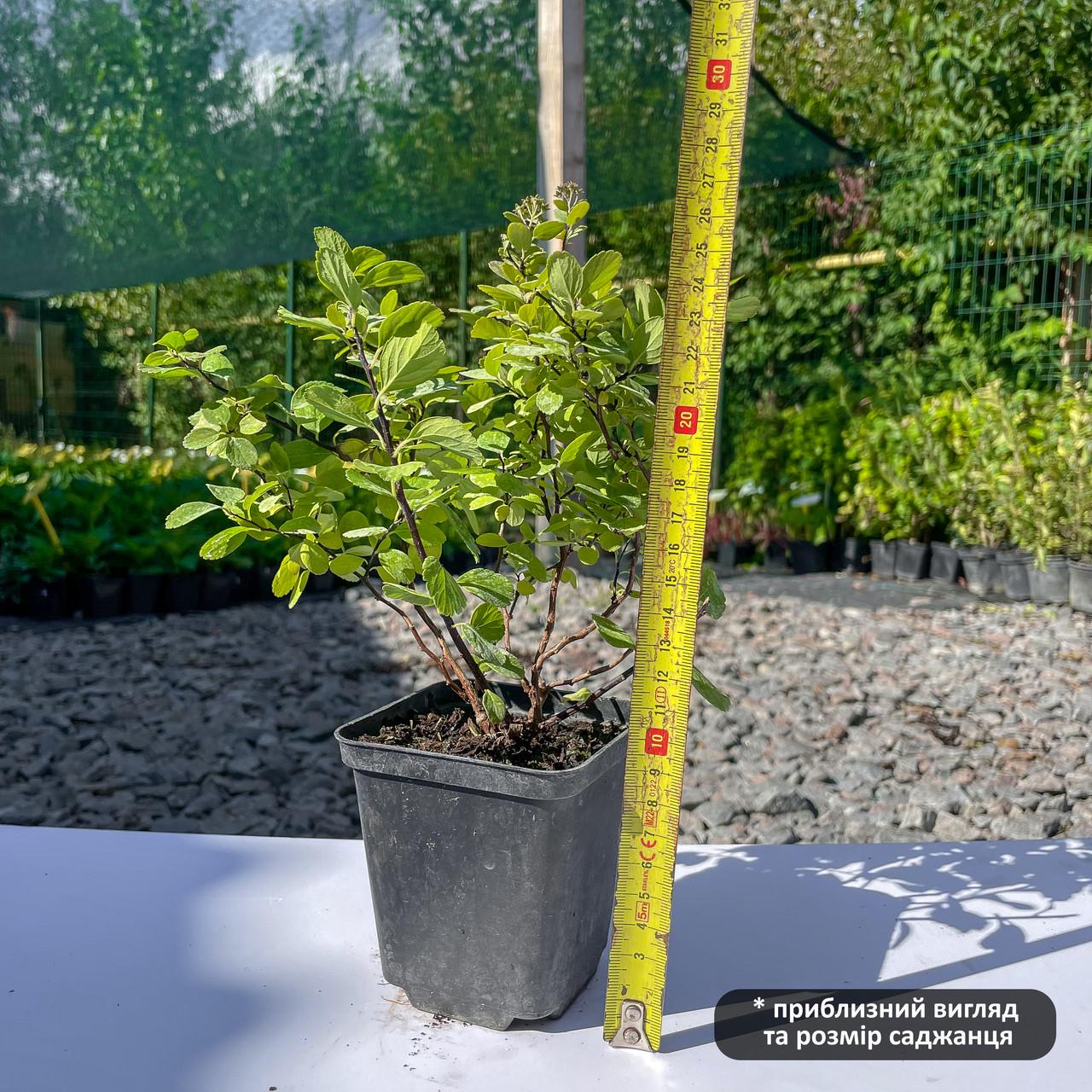 Саджанець спіреї березолистной Тор Голд Spiraea betulifolia Tor Gold Р9 (1657530764) - фото 3 Саджанець спіреї березолистной Тор Голд Spiraea betulifolia Tor Gold Р9 (1657530764) - фото 3