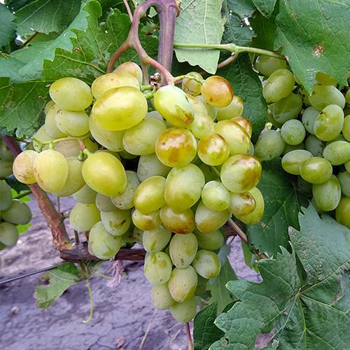 Саженцы винограда Галахад черенкованный 1-летний (2928200778)