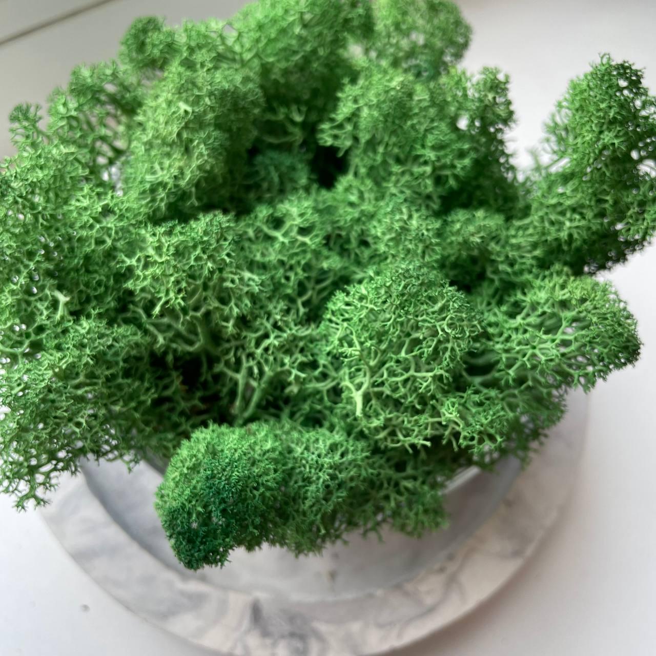 Мох стабілізований норвезький ягель 2 кг Темно-зелений (27321107) - фото 1