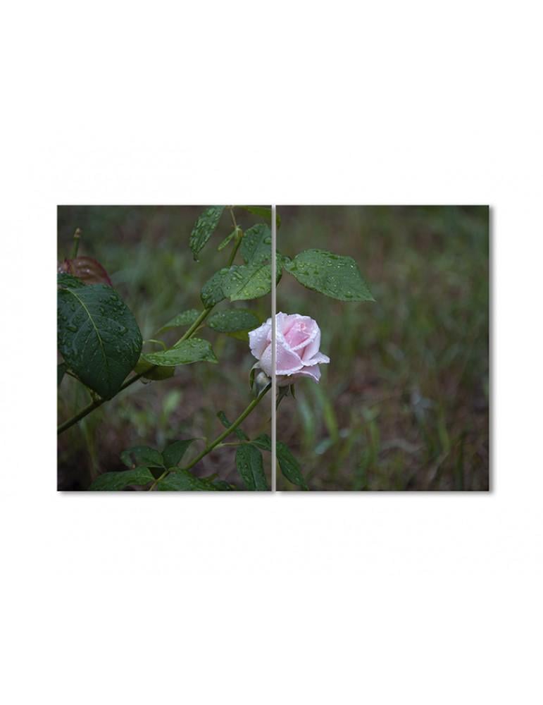 Картина модульная Розовый бутон в росе 2 модуля 50x75 см