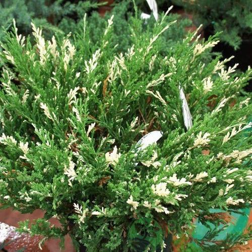 Саджанець ялівцю козацького Варієгата Juniperus sabina Variegata Р9 (644877034) Саджанець ялівцю козацького Варієгата Juniperus sabina Variegata Р9 (644877034)