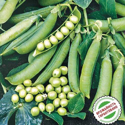 Насіння Горох Florium Преладо (6243) - фото 2 Насіння Горох Florium Преладо (6243) - фото 2