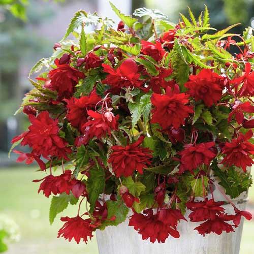 Бегония Florium Pendula Cascade Scarlet (10184) - фото 2