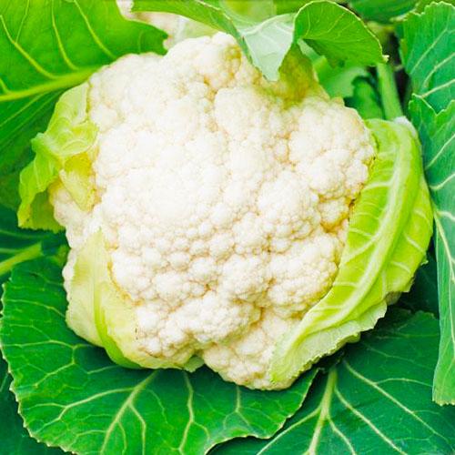 Семена Капуста Florium цвітна Пролісок F1 (8492) Семена Капуста Florium цвітна Пролісок F1 (8492)