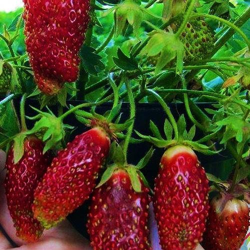 Сажанець Суницеполуниця Раїса ранній термін дозрівання 5 шт. (37323)