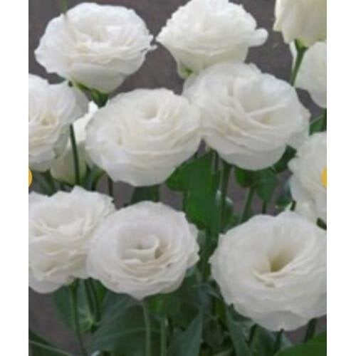 Семена цветов Эустома Лизиантус Arena 3 White Takii 250 шт. (BN12056-2)