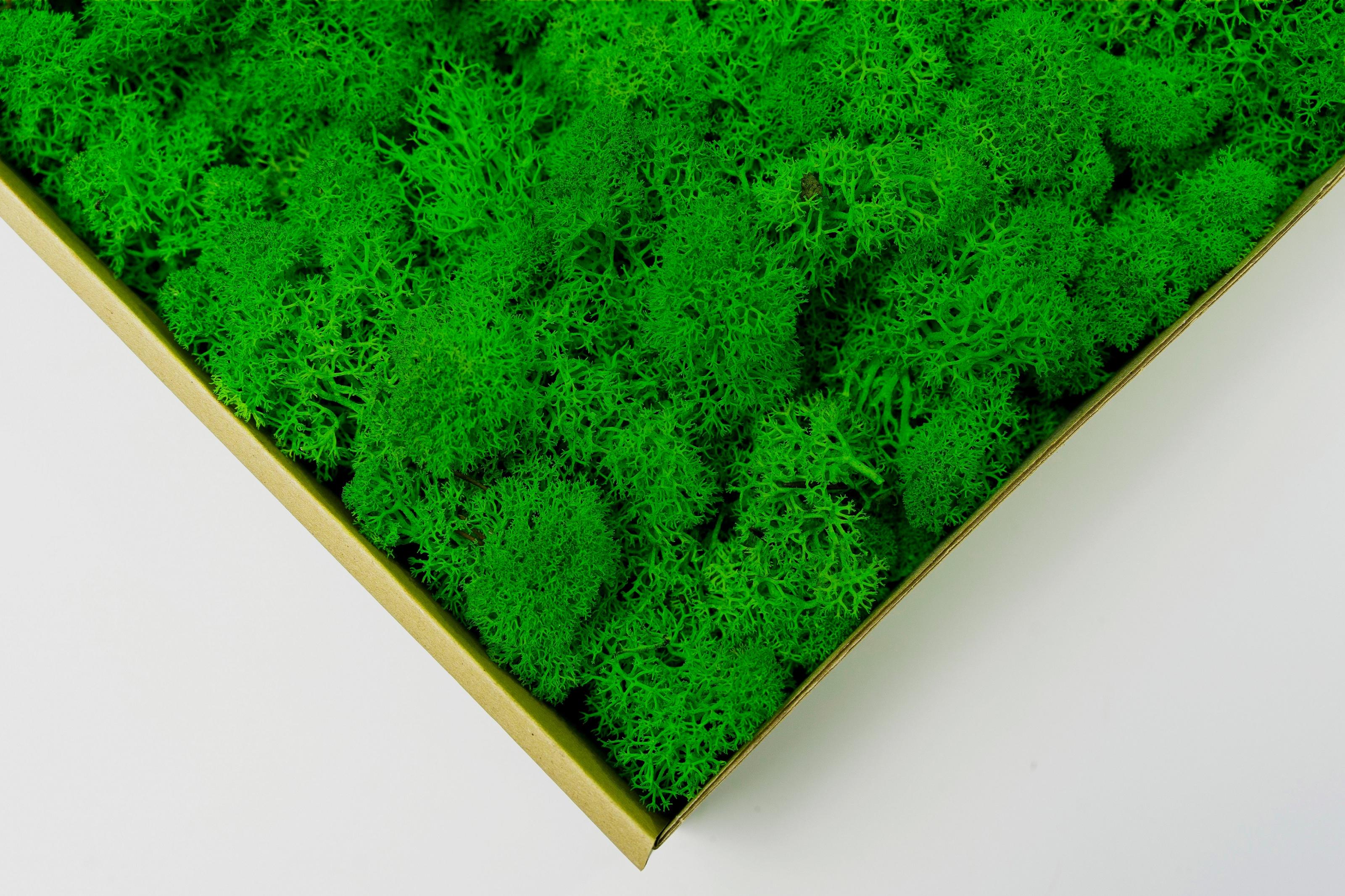 Стабілізований мох Canopy Ягель 1 кг Nature Green (102-10) - фото 4