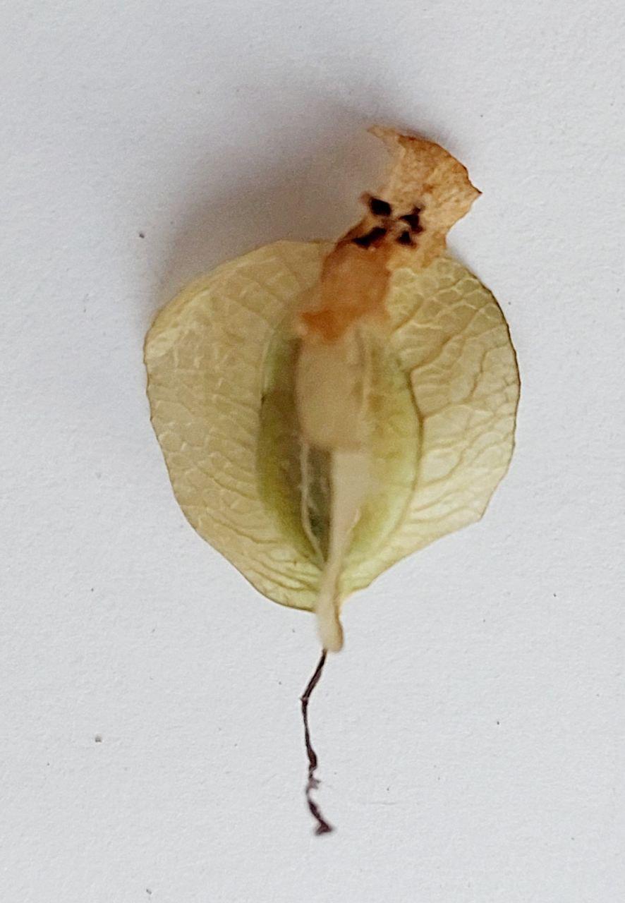 Сухоцвет Бегония для творчества для декора свечей/мыла/косметики/эпоксидной/смолы 20 шт. (С-034) - фото 3